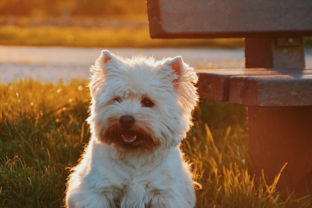 Maltese